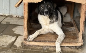 Cheeky, unser agiler und kluger Rüde, sucht Herdenschutz-Fans als Adoptanten. Bild 3