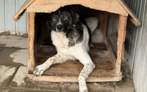Cheeky, unser agiler und kluger Rüde, sucht Herdenschutz-Fans als Adoptanten. Bild 5