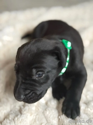 Rhodesian Ridgeback Mix Welpen