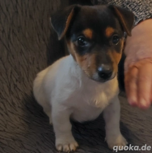 Jack Russel Hündin