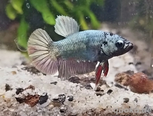 Betta Splendens Copper-Purpel