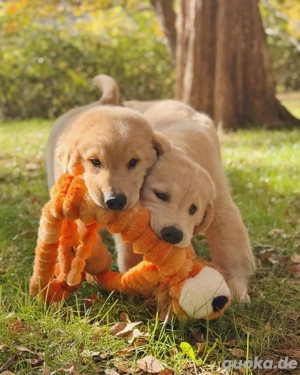 Golden Retriever puppies for adoption 
