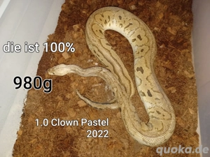 Königspython 2.0 + Terra