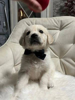 Golden Retriever Welpen 