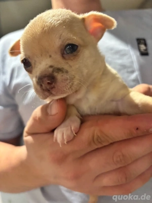 Chihuahua Welpe
