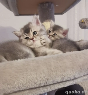 5 BKH Kitten (mit Stammbaum)