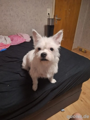    Dringend neues zu Hause gesucht   