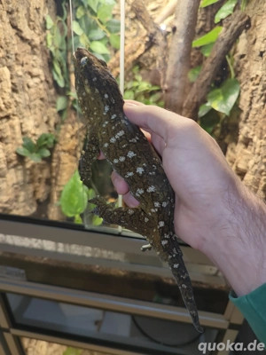 0,1 Rhacodactylus leachianus Bayonnaise PB