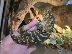 1,1 Rhacodactylus leachianus Friedel Linie 