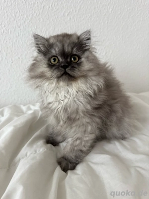 Perserkitten 
