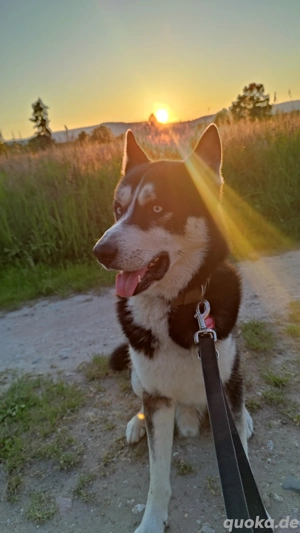 Hübscher 5 Jahre alter unkastrierter Huskyrüde sucht Zuhause 