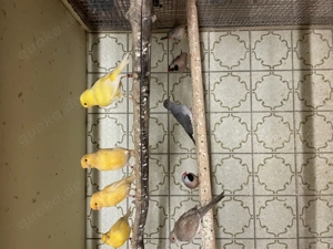 Kanarienvögel aus Hobbyzucht Bild 6