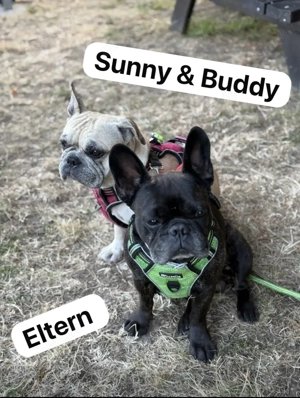 Französische Bulldoggen Welpen