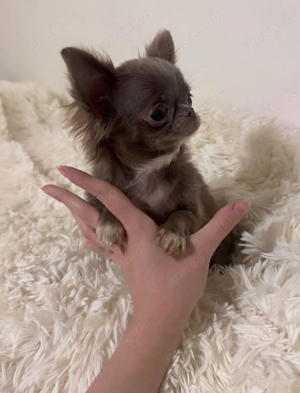 Mini Teacup Chihuahua Hündin