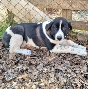 Ich brauche ein etwas größeres Körbchen