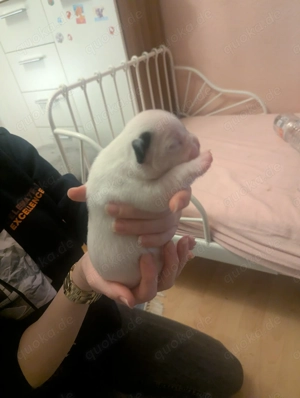 Französische Bulldogge Welpen