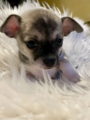 Chihuahuawelpen Abgabe Anfang Februar 