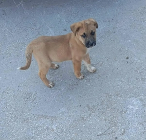 Ich würde euch gerne Freude bereiten.