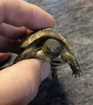 griechische Landschildkröten, Schildkröte