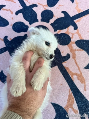 Süßer weißer Welpe