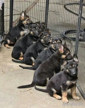Reinrassige Deutsche Schäferhund-Welpen suchen ein liebevolles Zuhause