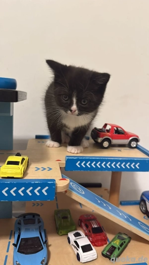 Bkh - Ekh MischlingsKitte