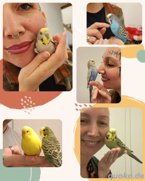 Wellensittiche alle Handzahm und kinderlieb  Bild 8