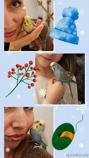 Wellensittiche alle Handzahm und kinderlieb 