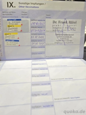 Chow chow hund sehr lieb 