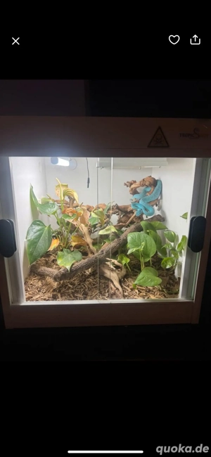 Terrarium 50x50x50 