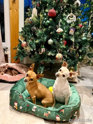 Mini Toy Terrier Bild 8