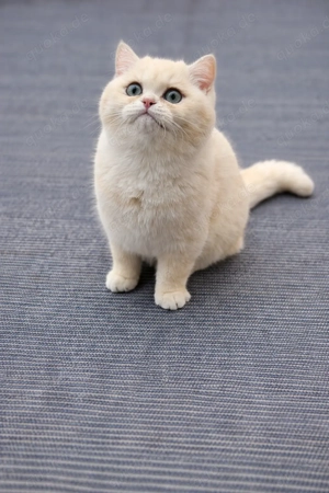  BKH Kater in Black Golden Shell Chinchilla (ny 12)   Das reinste Gold! 