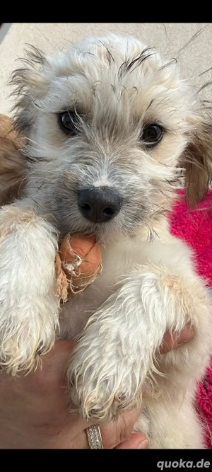 Giggi und Bailey suchen ein Traumzuhause