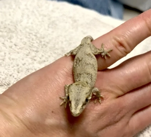 Höckerkopfgecko, Rhacodactylus auriculatus 