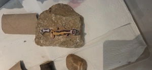 Leopardgecko Nachzuchten 2025