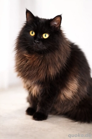 Wunderschöne Katze abzugeben   British Langhaar & Heilige Birma Mix