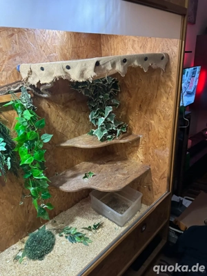 Terrarium mit diversem Zubehör Bild 4