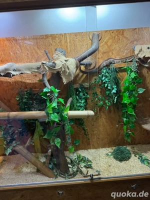 Terrarium mit diversem Zubehör Bild 5