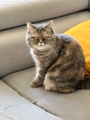 2 Britisch Longhair Katzen zu verkaufen   Junge & Mädchen