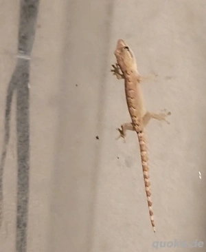 Jungferngecko Nachwuchs Lepidodactylus lugubris