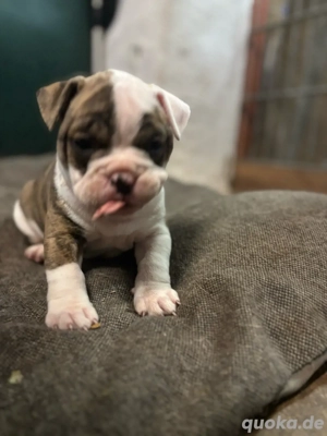  Bully Welpen Bulldogge Continental Bulldogge