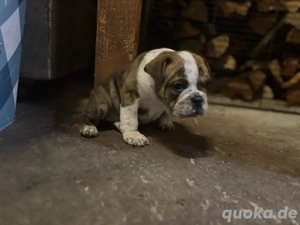 Pocket Bully x Continental Bulldog 