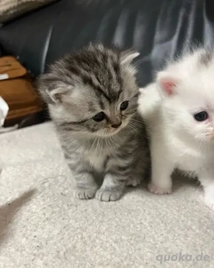 Wir haben drei bezaubernde Kätzchen