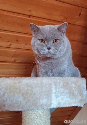 Deckkater  Farbe Fawn Blutgruppe A