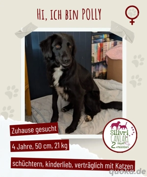 Sanfte Polly sucht ihr Für-immer-Zuhause