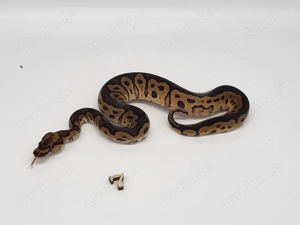 1.0 Clown 100%het Piebald 