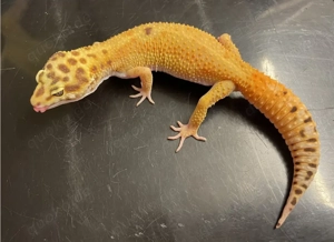 Leopardgecko Dame Nelly sucht neuen Wirkungskreis