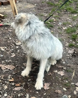 Momo, hübsches Hundefräulein sucht ihr Zuhause  Bild 5