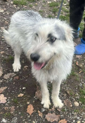 Momo, hübsches Hundefräulein sucht ihr Zuhause  Bild 2