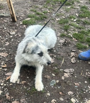 Momo, hübsches Hundefräulein sucht ihr Zuhause  Bild 7
